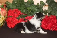 QUEEN, a female Miniature American Shepherd for sale in Glencoe, MN – 1 of 10