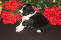 ADELINE, a female Miniature American Shepherd for sale in Glencoe, MN – 4 of 7