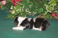 QUEEN, a female Miniature American Shepherd for sale in Glencoe, MN – 8 of 8