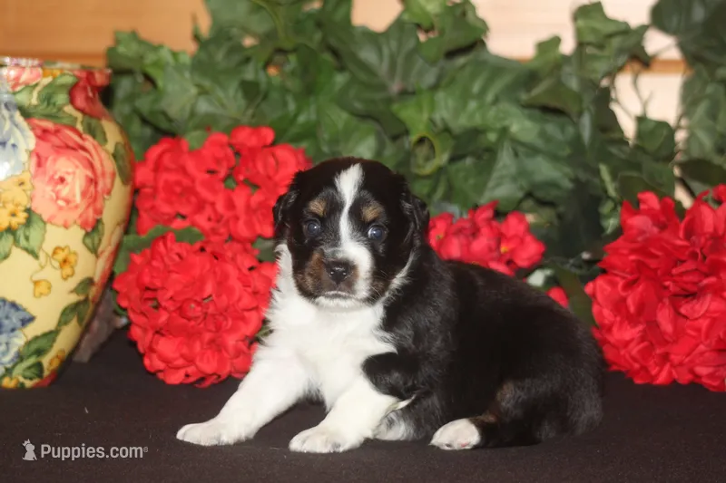 SAWYER – Miniature American Shepherd puppy for sale in Glencoe, MN