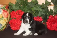 SAWYER, a male Miniature American Shepherd for sale in Glencoe, MN – 1 of 10