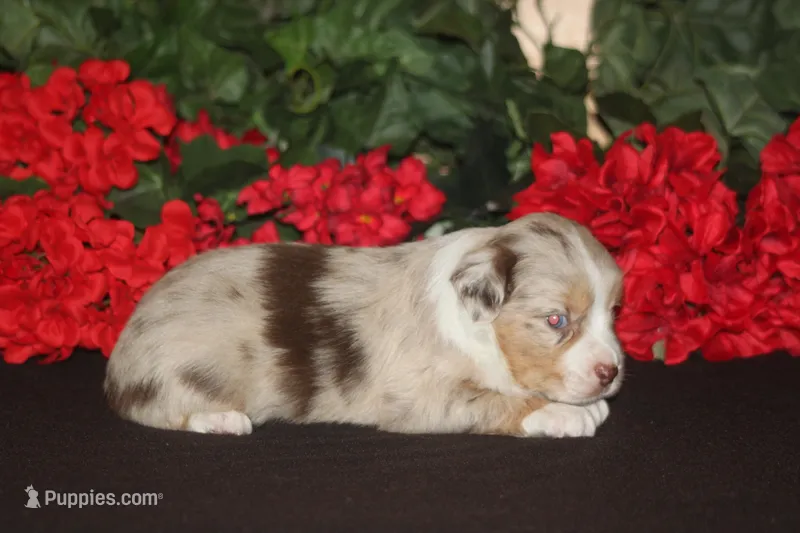 ROYAL – Miniature American Shepherd puppy for sale in Glencoe, MN