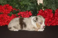 ROYAL, a male Miniature American Shepherd for sale in Glencoe, MN – 1 of 10