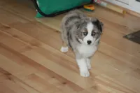 BENNETT, a male Miniature American Shepherd for sale in Glencoe, MN – 10 of 10