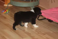 DALLAS, a male Miniature American Shepherd for sale in Glencoe, MN – 7 of 10