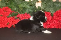 DALLAS, a male Miniature American Shepherd for sale in Glencoe, MN – 8 of 10