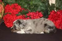 JACKSON, a male Miniature American Shepherd for sale in Glencoe, MN – 9 of 10