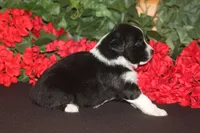 ADELINE, a female Miniature American Shepherd for sale in Glencoe, MN – 7 of 7