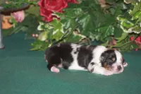 QUEEN, a female Miniature American Shepherd for sale in Glencoe, MN – 3 of 8