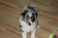 Lainey, a female Miniature American Shepherd for sale in Glencoe, MN – 8 of 10
