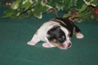 QUEEN, a female Miniature American Shepherd for sale in Glencoe, MN – 6 of 8