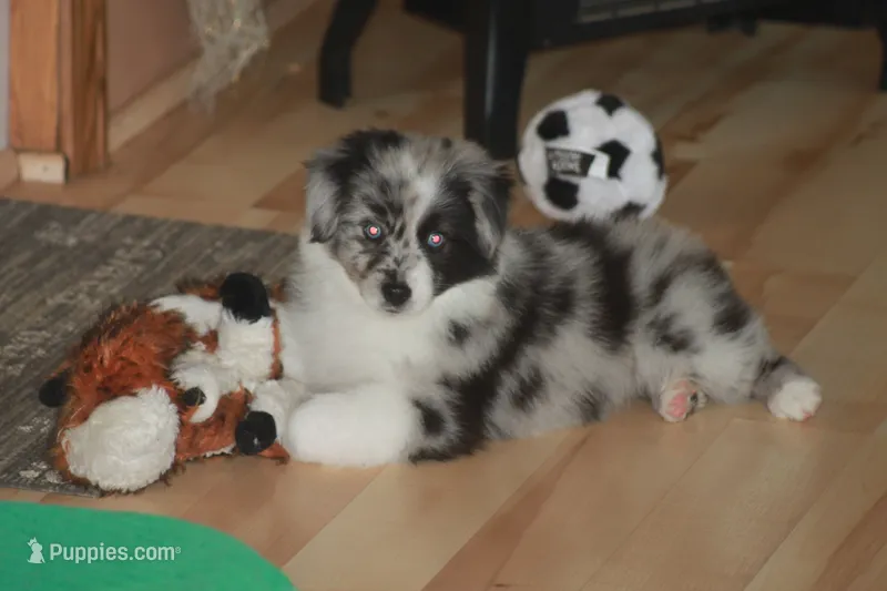 LAINEY – Miniature American Shepherd puppy for sale in Glencoe, MN