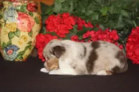 ROYAL, a male Miniature American Shepherd for sale in Glencoe, MN – 9 of 10