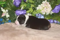 CLAIR, a female Miniature American Shepherd for sale in Glencoe, MN – Photo 7 of 8