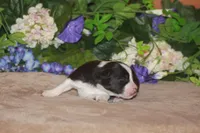 CLAIR, a female Miniature American Shepherd for sale in Glencoe, MN – Photo 5 of 8