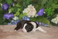 CLAIR, a female Miniature American Shepherd for sale in Glencoe, MN – Photo 8 of 8