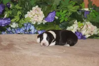 CLAIR, a female Miniature American Shepherd for sale in Glencoe, MN – Photo 3 of 8