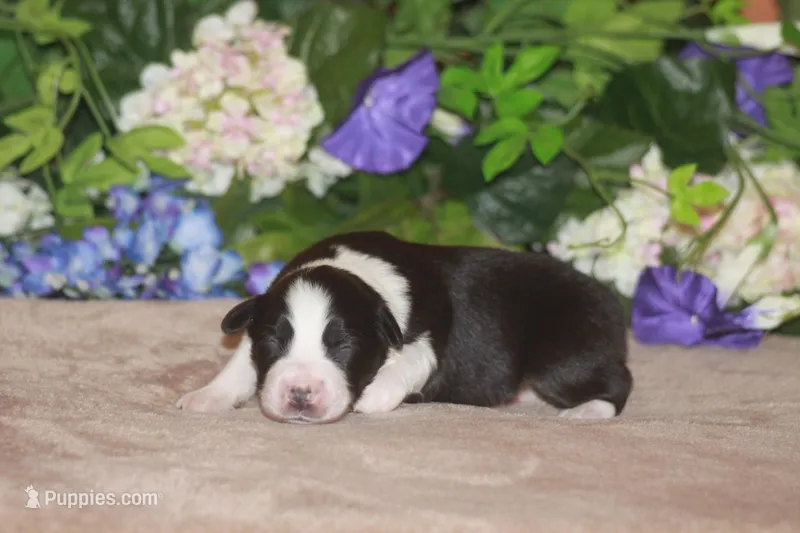 CLAIR – Miniature American Shepherd puppy for sale in Glencoe, MN