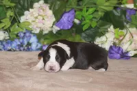 CLAIR, a female Miniature American Shepherd for sale in Glencoe, MN – Photo 1 of 8