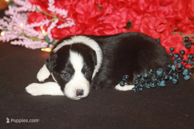 CLAIR – Miniature American Shepherd puppy for sale in Glencoe, MN