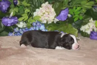 CLAIR, a female Miniature American Shepherd for sale in Glencoe, MN – Photo 6 of 8