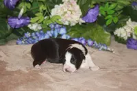 CLAIR, a female Miniature American Shepherd for sale in Glencoe, MN – Photo 4 of 8