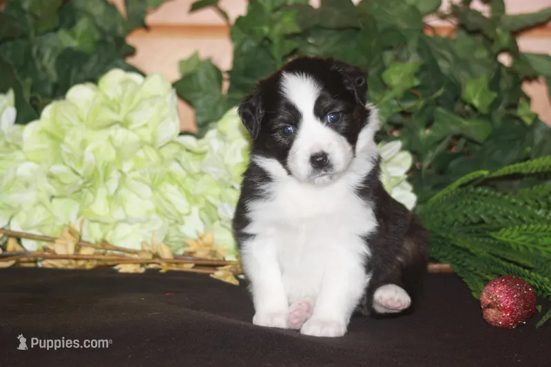 CLAIR – Miniature American Shepherd puppy for sale in Glencoe, MN