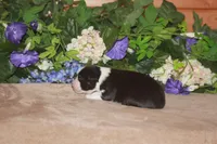 CLAIR, a female Miniature American Shepherd for sale in Glencoe, MN – Photo 2 of 8