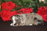 JACKSON, a male Miniature American Shepherd for sale in Glencoe, MN – 6 of 10