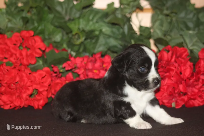 DALLAS – Miniature American Shepherd puppy for sale in Glencoe, MN