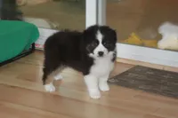 CLAIR, a female Miniature American Shepherd for sale in Glencoe, MN – 10 of 10