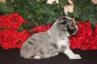 JACKSON, a male Miniature American Shepherd for sale in Glencoe, MN – 3 of 10