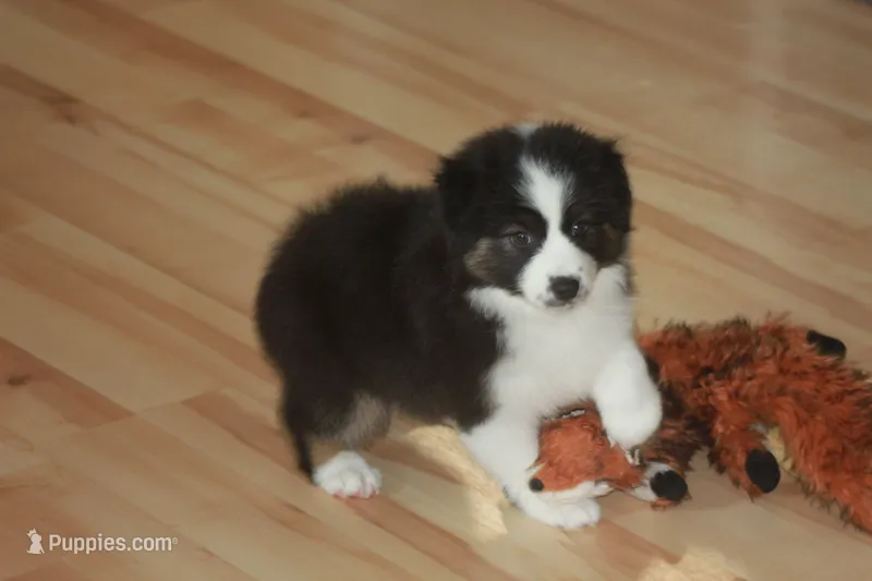 CLAIR – Miniature American Shepherd puppy for sale in Glencoe, MN