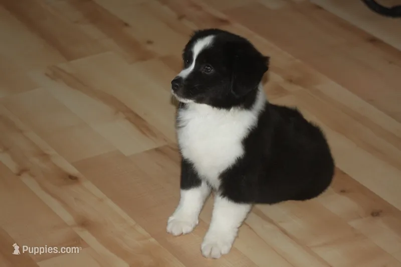 DALLAS – Miniature American Shepherd puppy for sale in Glencoe, MN
