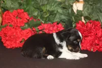 SAWYER, a male Miniature American Shepherd for sale in Glencoe, MN – 3 of 10