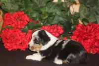 QUEEN, a female Miniature American Shepherd for sale in Glencoe, MN – 3 of 10