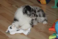 Lainey, a female Miniature American Shepherd for sale in Glencoe, MN – 6 of 10