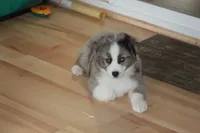 BENNETT, a male Miniature American Shepherd for sale in Glencoe, MN – 3 of 10