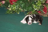 QUEEN, a female Miniature American Shepherd for sale in Glencoe, MN – 2 of 8