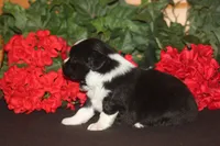 DALLAS, a male Miniature American Shepherd for sale in Glencoe, MN – 3 of 10