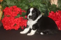 DALLAS, a male Miniature American Shepherd for sale in Glencoe, MN – 10 of 10