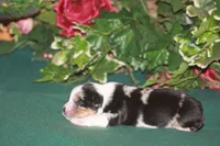 QUEEN, a female Miniature American Shepherd for sale in Glencoe, MN – 4 of 8
