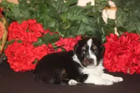 SAWYER, a male Miniature American Shepherd for sale in Glencoe, MN – 5 of 10