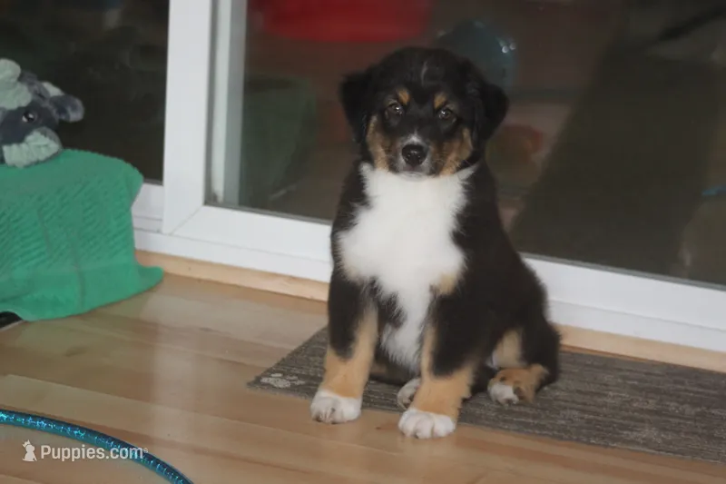 ARLO – Miniature American Shepherd puppy for sale in Glencoe, MN