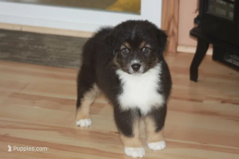 ARLO – Miniature American Shepherd puppy for sale in Glencoe, MN
