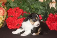 TRUETT, a male Miniature American Shepherd for sale in Glencoe, MN – 8 of 9