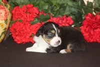 TRUETT, a male Miniature American Shepherd for sale in Glencoe, MN – 5 of 9