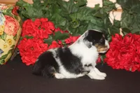 QUEEN, a female Miniature American Shepherd for sale in Glencoe, MN – 10 of 10