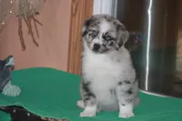 ENZO, a male Miniature American Shepherd for sale in Glencoe, MN – 10 of 10