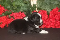DALLAS, a male Miniature American Shepherd for sale in Glencoe, MN – 6 of 10